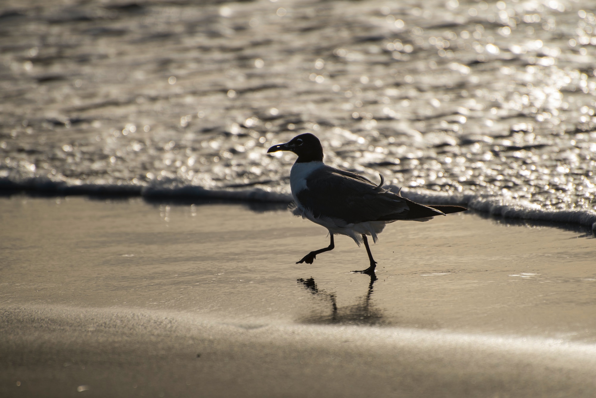 Discover Everything About the Best Times to Visit Port A | Sandcastle 