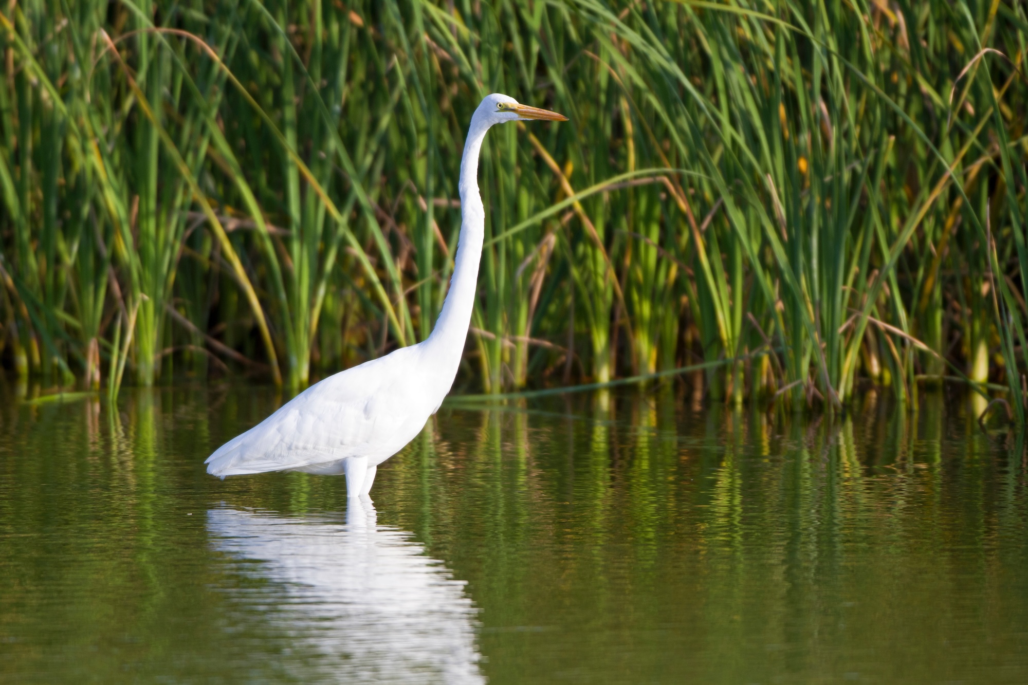 Port Aransas Birding Center